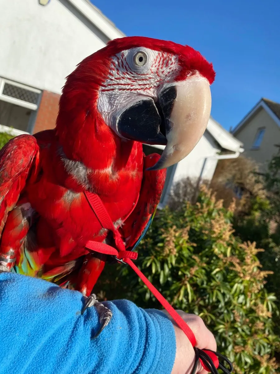 Greenwing Macaw - Image 3