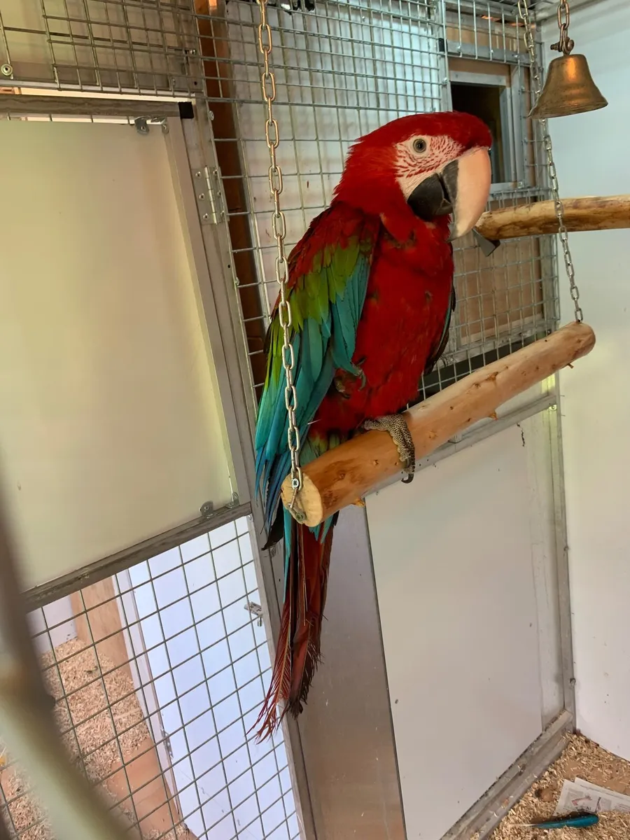 Greenwing Macaw - Image 4