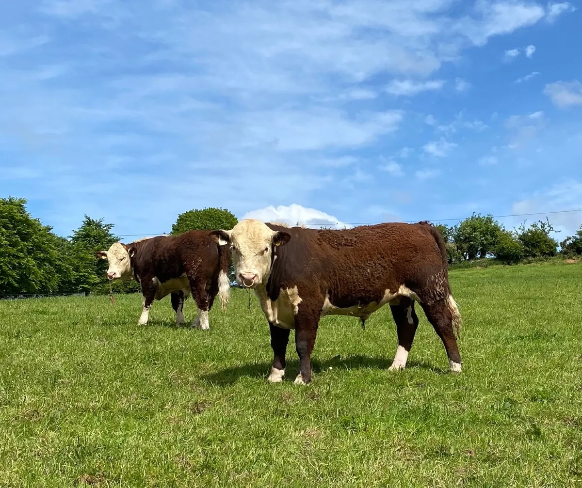 Hereford Bulls - Image 4