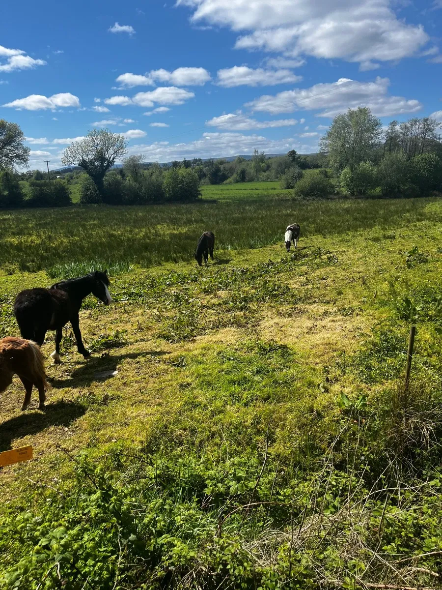 Ponies - Image 2