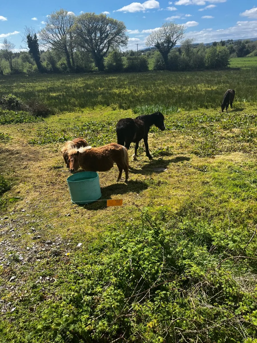 Ponies - Image 3