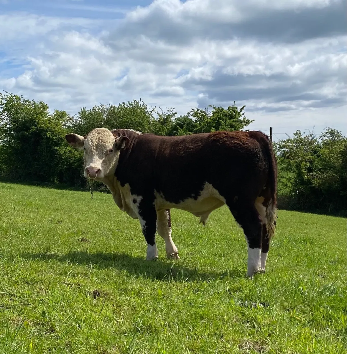 Hereford Bulls - Image 2