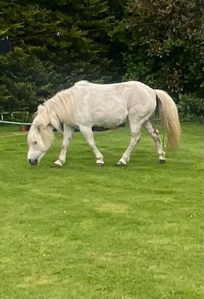 Pony - Image 2
