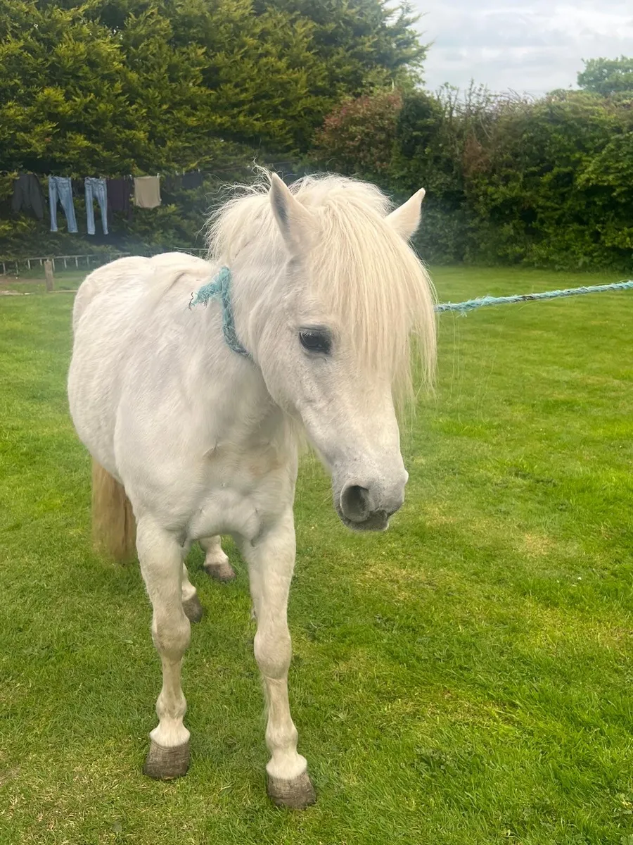 Pony - Image 3