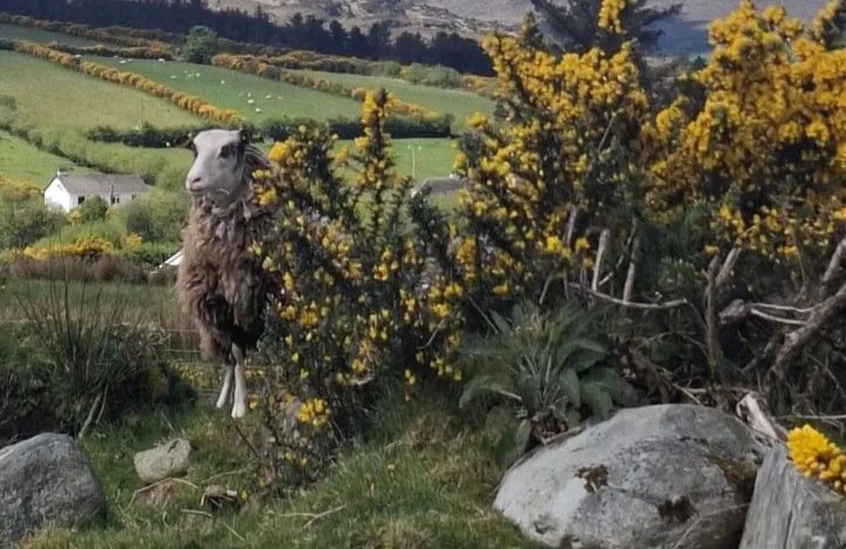 Rare breedSheep(Torddu Badger,Black Welsh,Shetland - Image 2