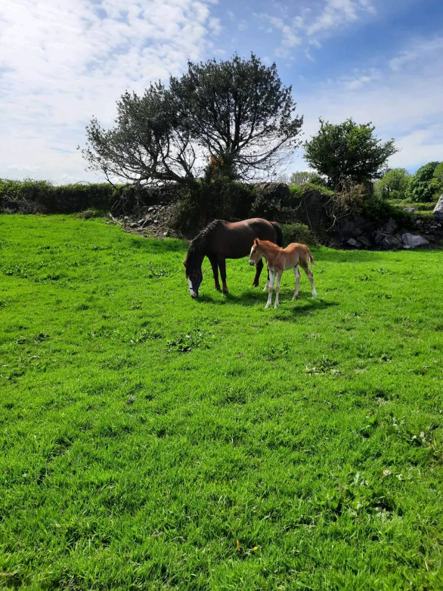 Irish draught mare and foal - Image 2