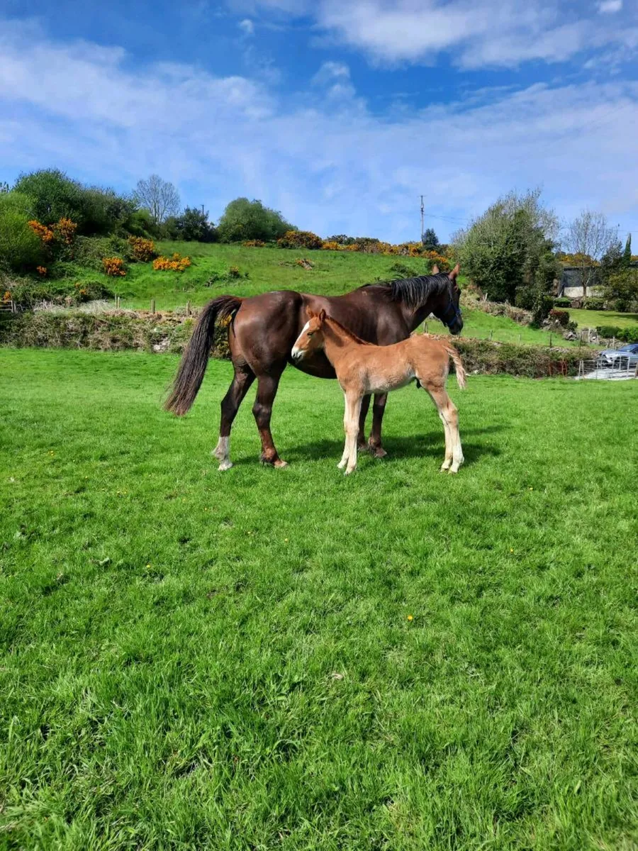Irish draught mare and foal - Image 1