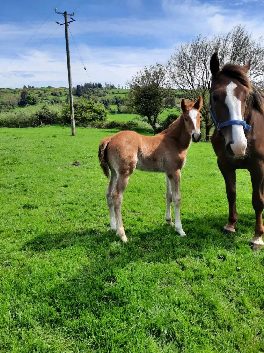 Irish draught mare and foal - Image 3