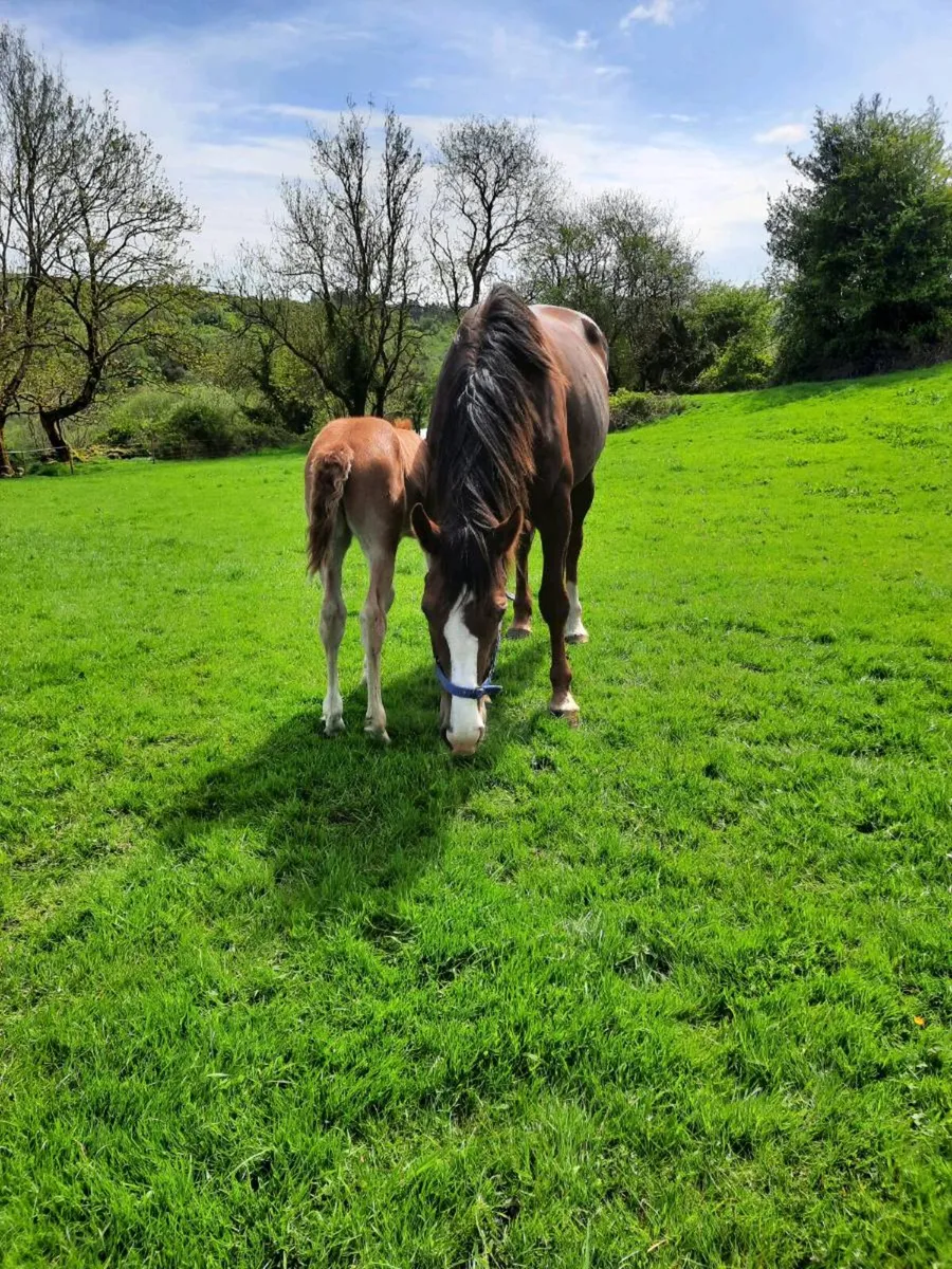 Irish draught mare and foal - Image 4