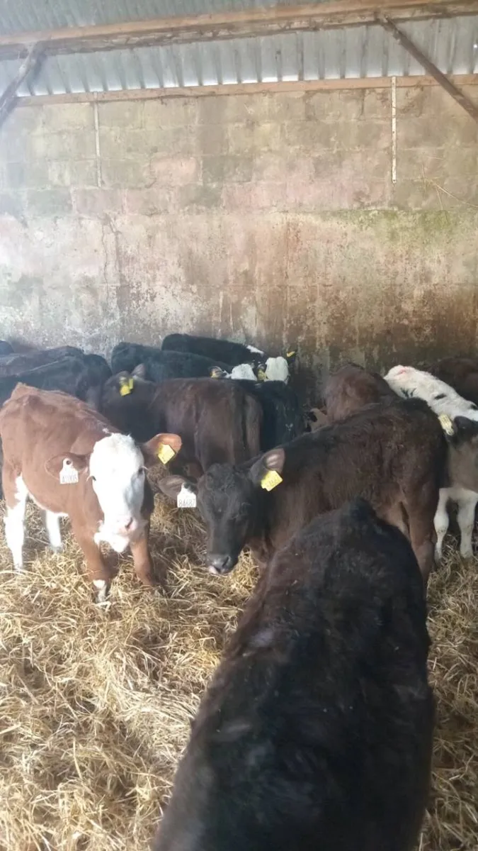 GRASS CALVES 20 super reared heifers - Image 2