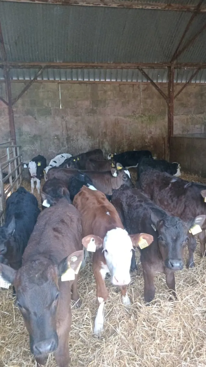 GRASS CALVES 20 super reared heifers - Image 1