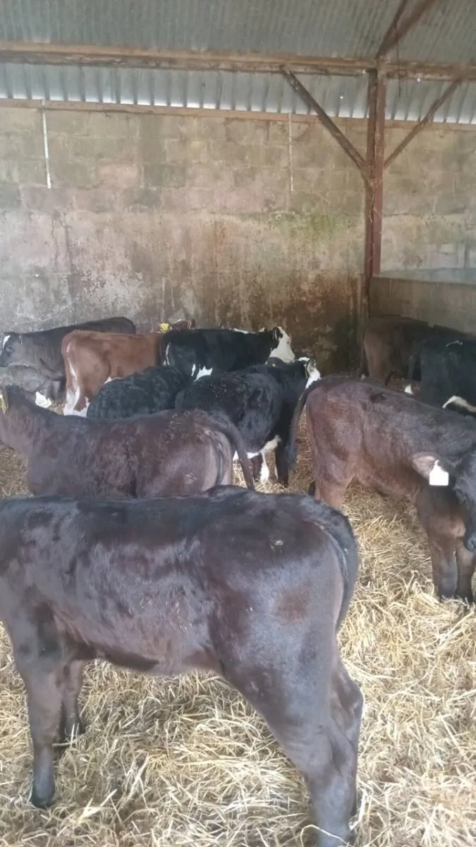 GRASS CALVES 20 super reared heifers - Image 3