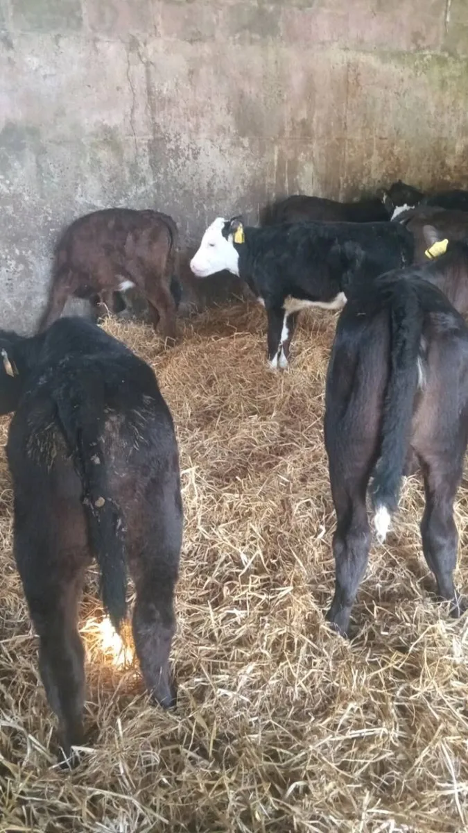 GRASS CALVES 20 super reared heifers - Image 4