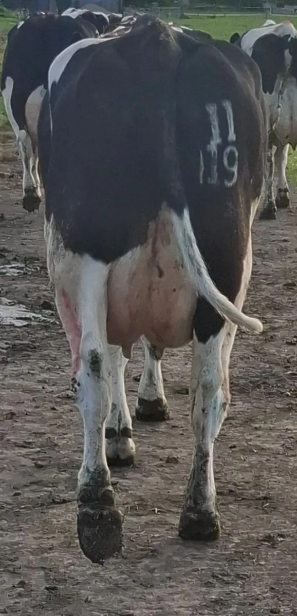 Barrowvale Selling Friesian Cow and 3 Heifers - Image 1