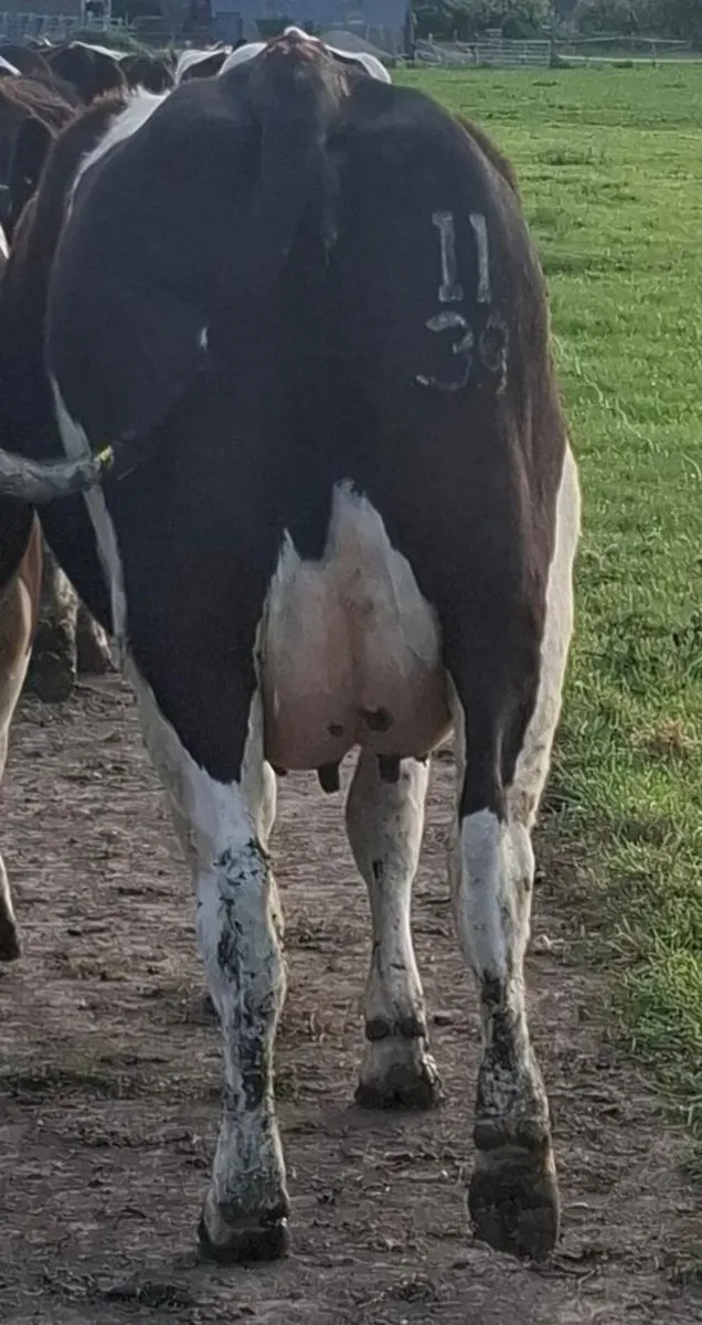 Barrowvale Selling Friesian Cow and 3 Heifers - Image 2
