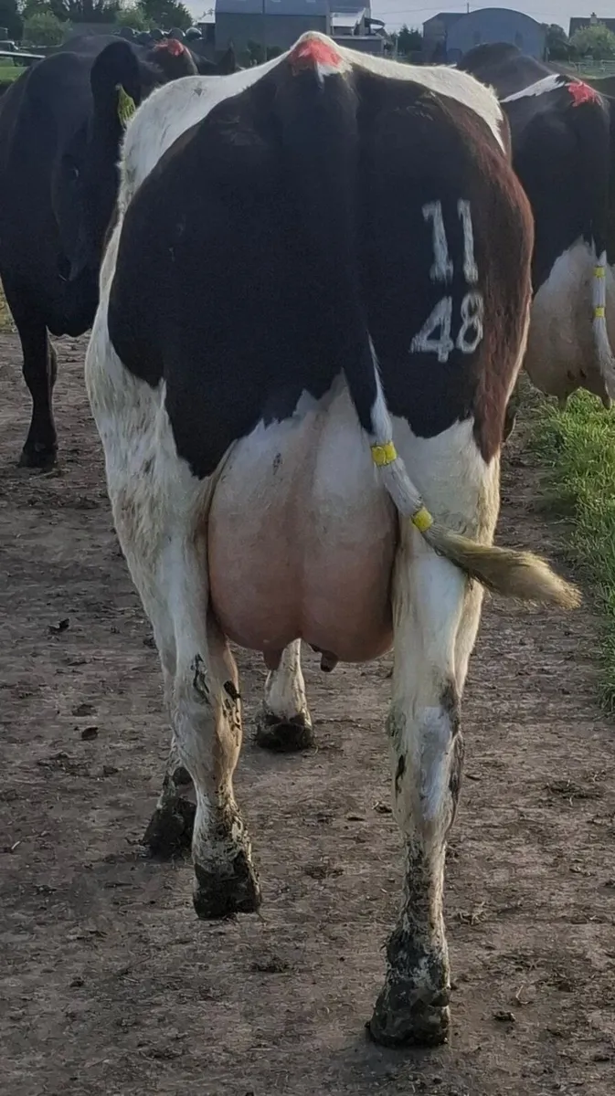 Barrowvale Selling Friesian Cow and 3 Heifers - Image 3