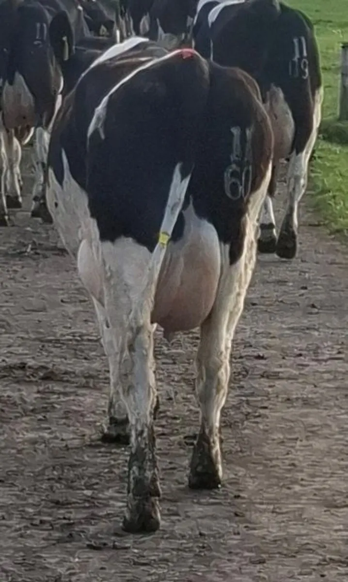 Barrowvale Selling Friesian Cow and 3 Heifers - Image 4