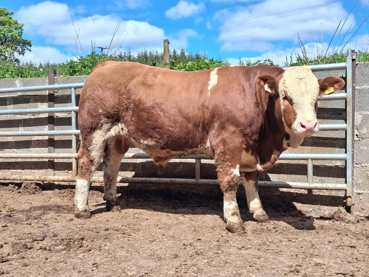 Top quality simmental bull for sale - Image 2