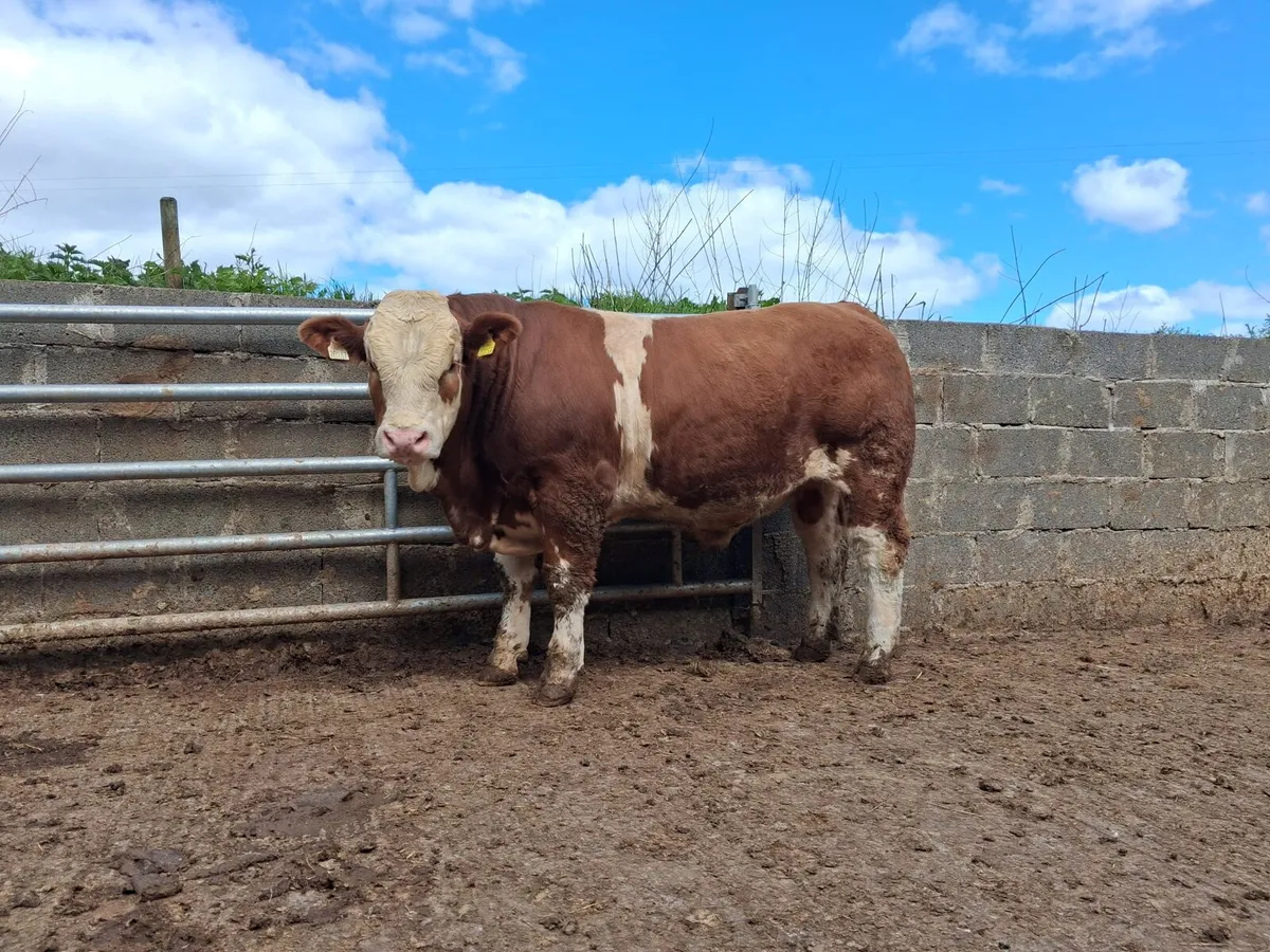 Top quality simmental bull for sale - Image 3