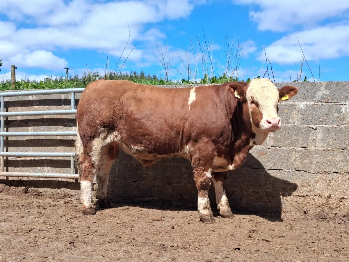 Top quality simmental bull for sale - Image 4