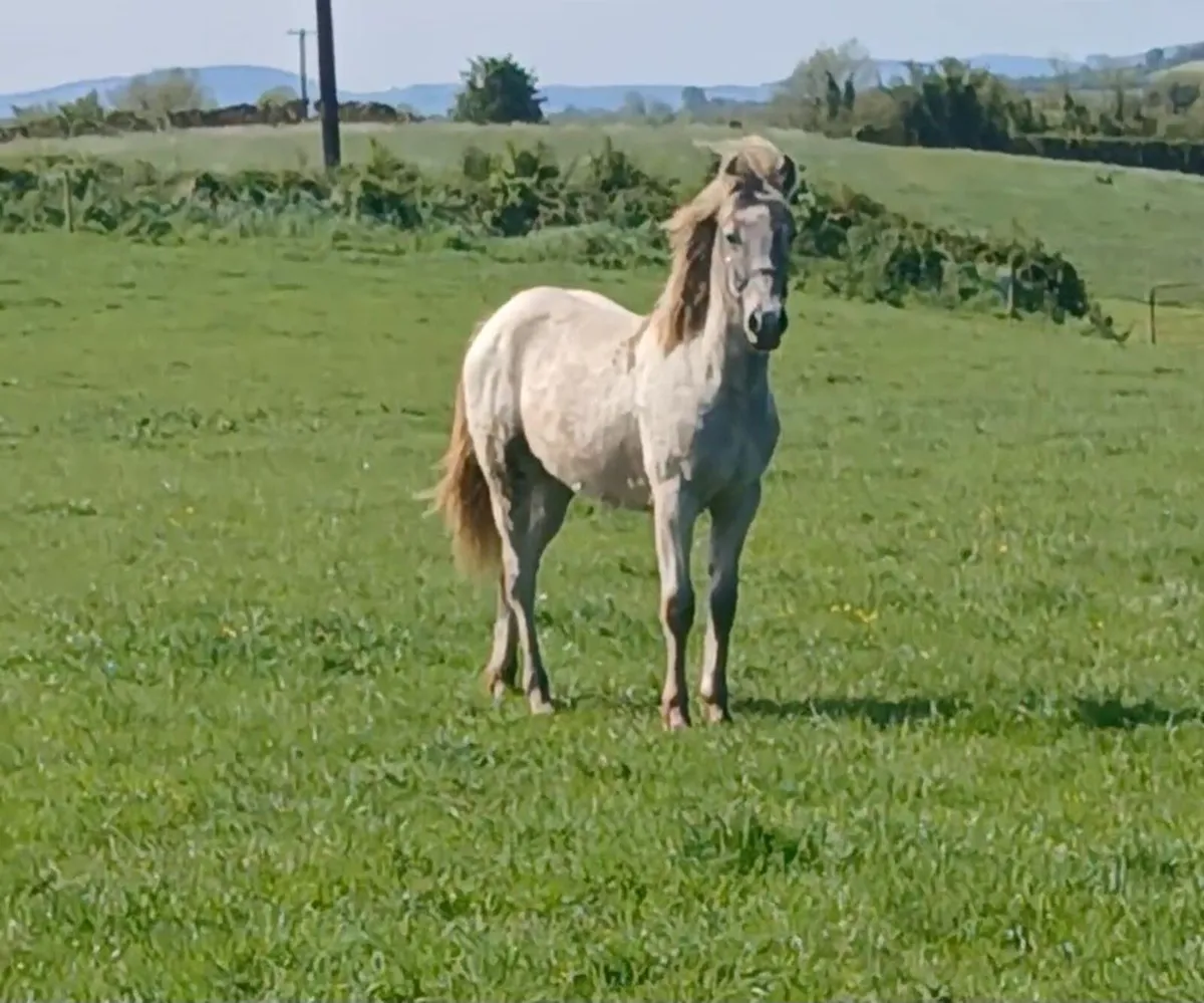 Yearling Connemara Pony - Image 3