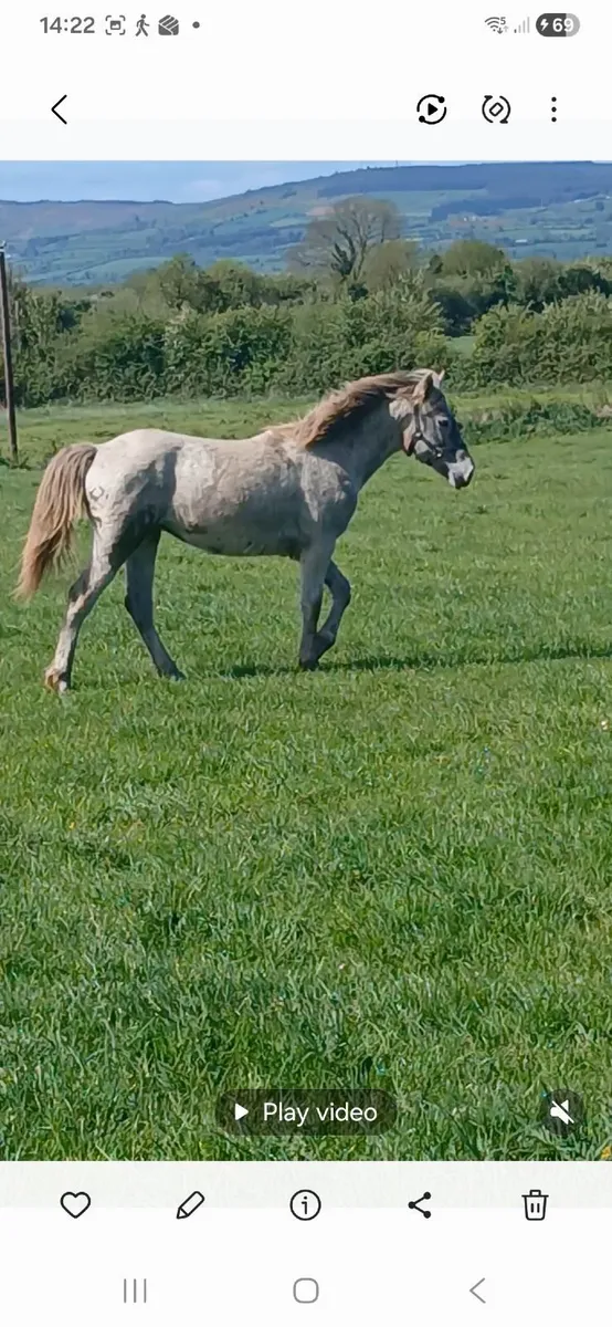 Yearling Connemara Pony - Image 4