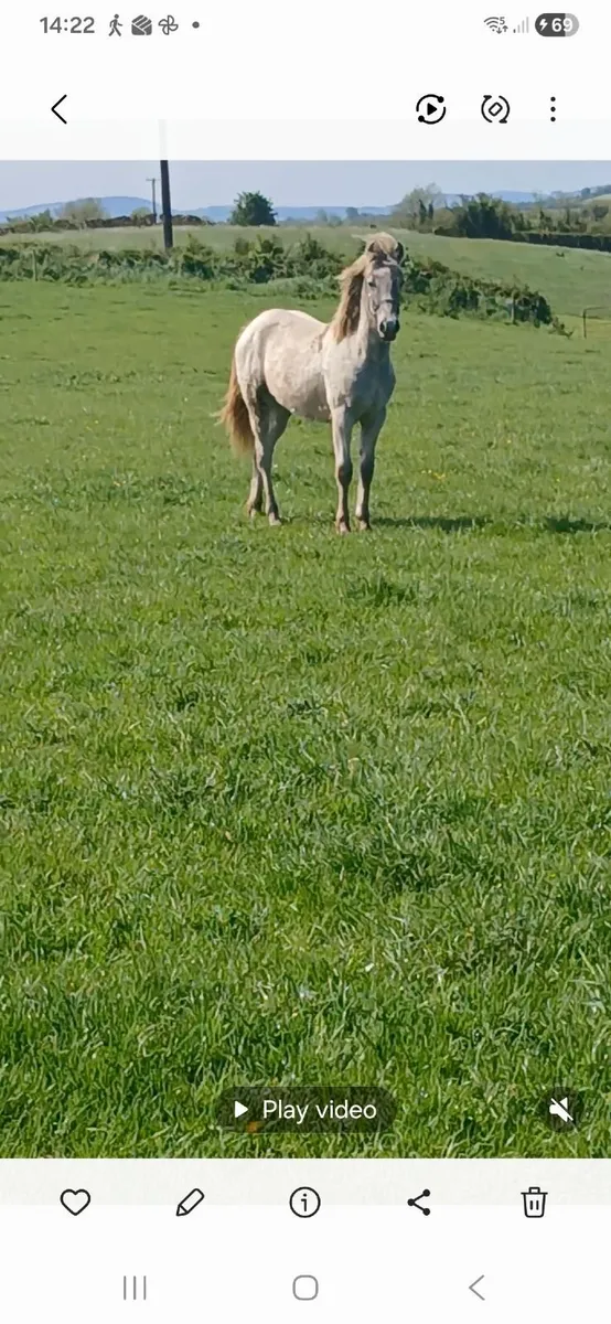 Yearling Connemara Pony - Image 2
