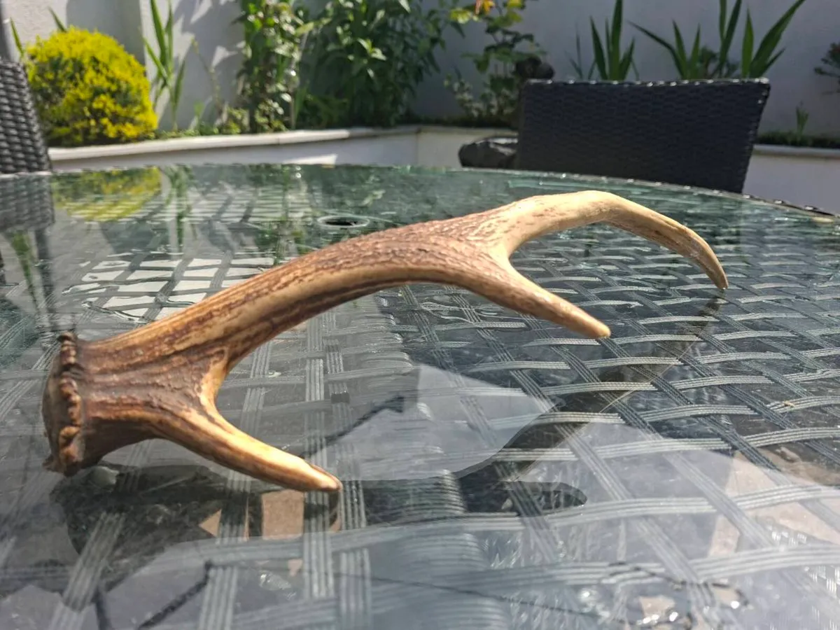 Wild Red Deer Antler - Image 2