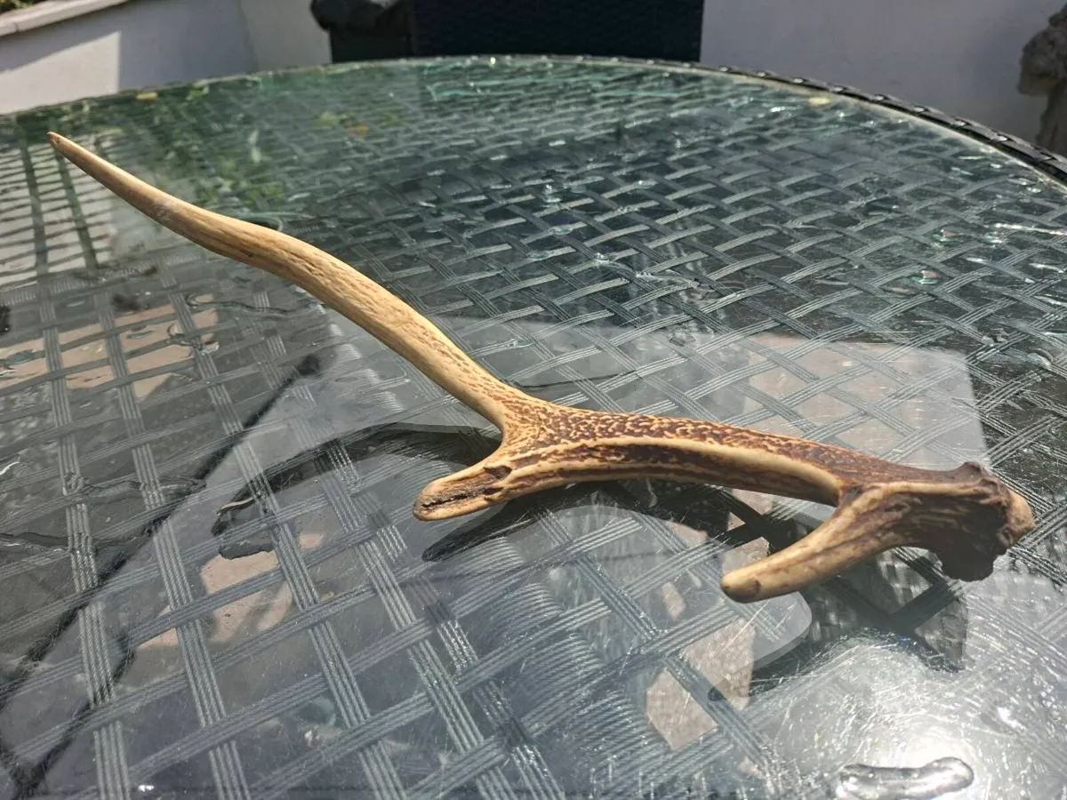 Wild Red Deer Antler - Image 3