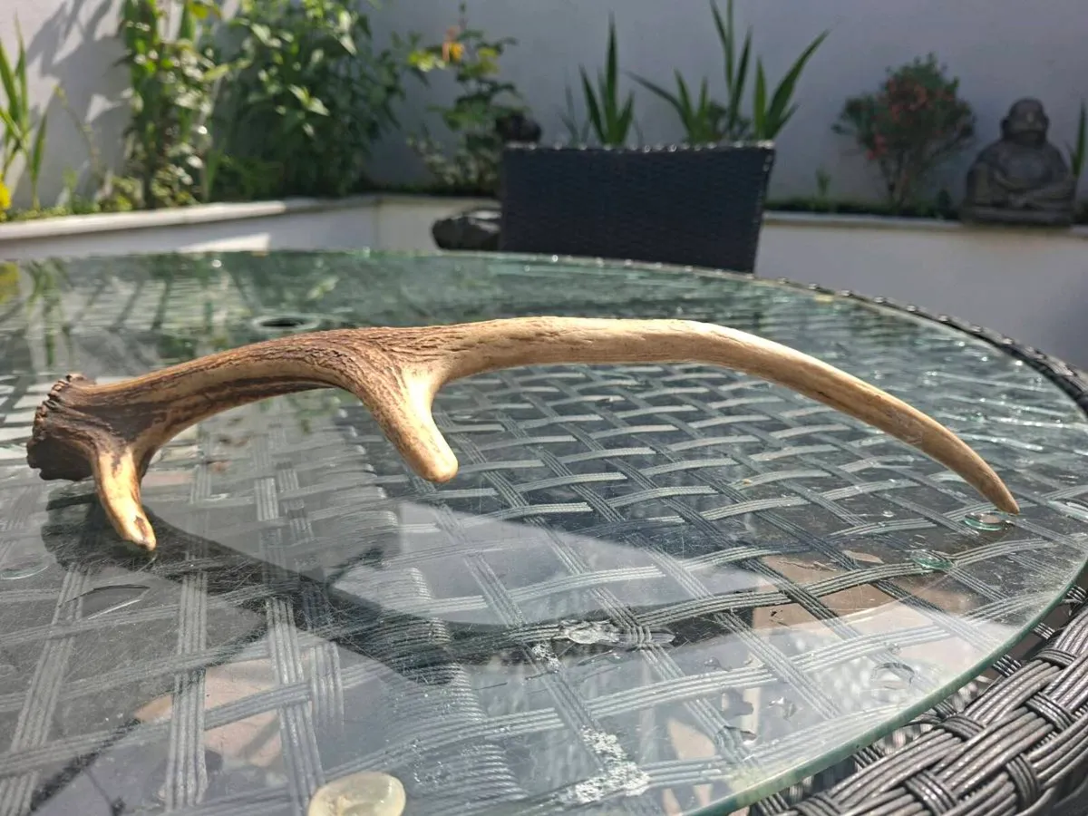 Wild Red Deer Antler - Image 4