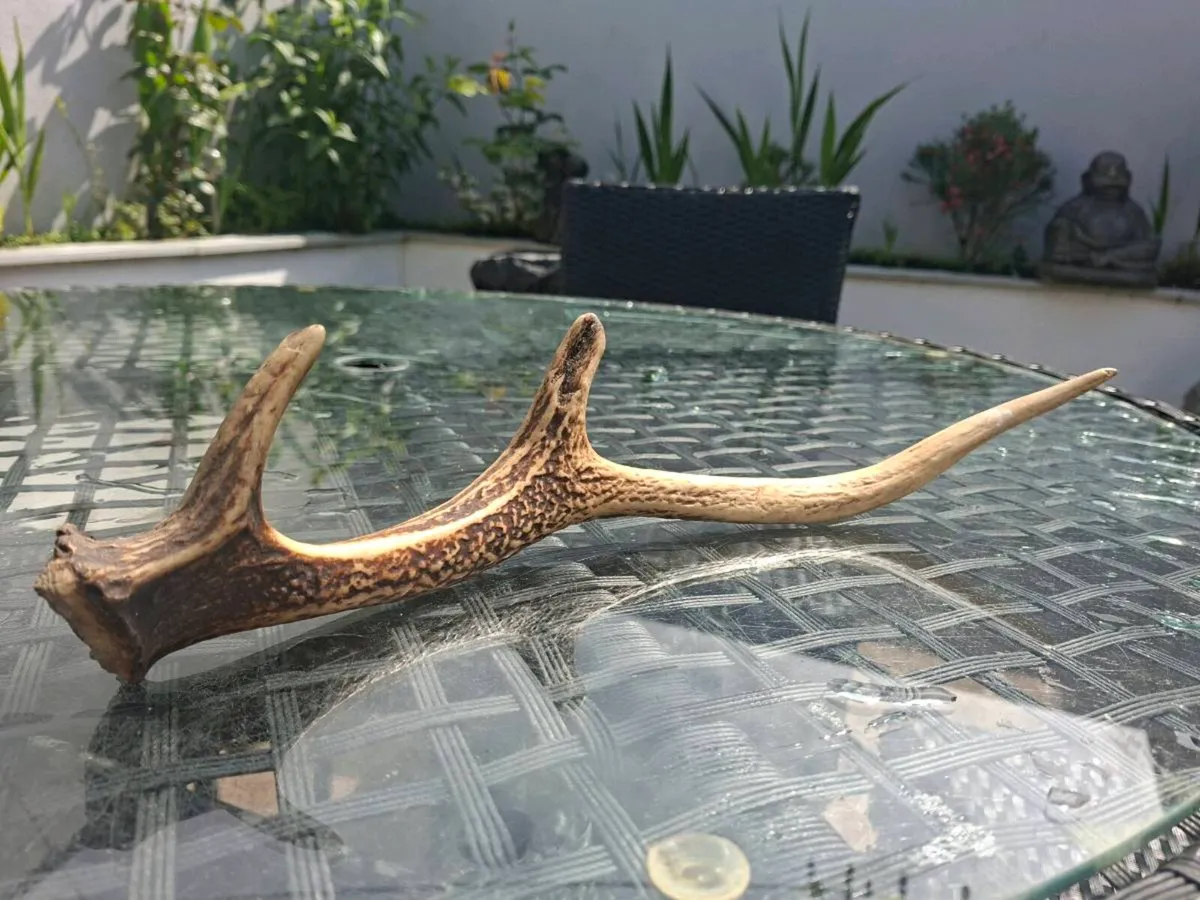 Wild Red Deer Antler - Image 1