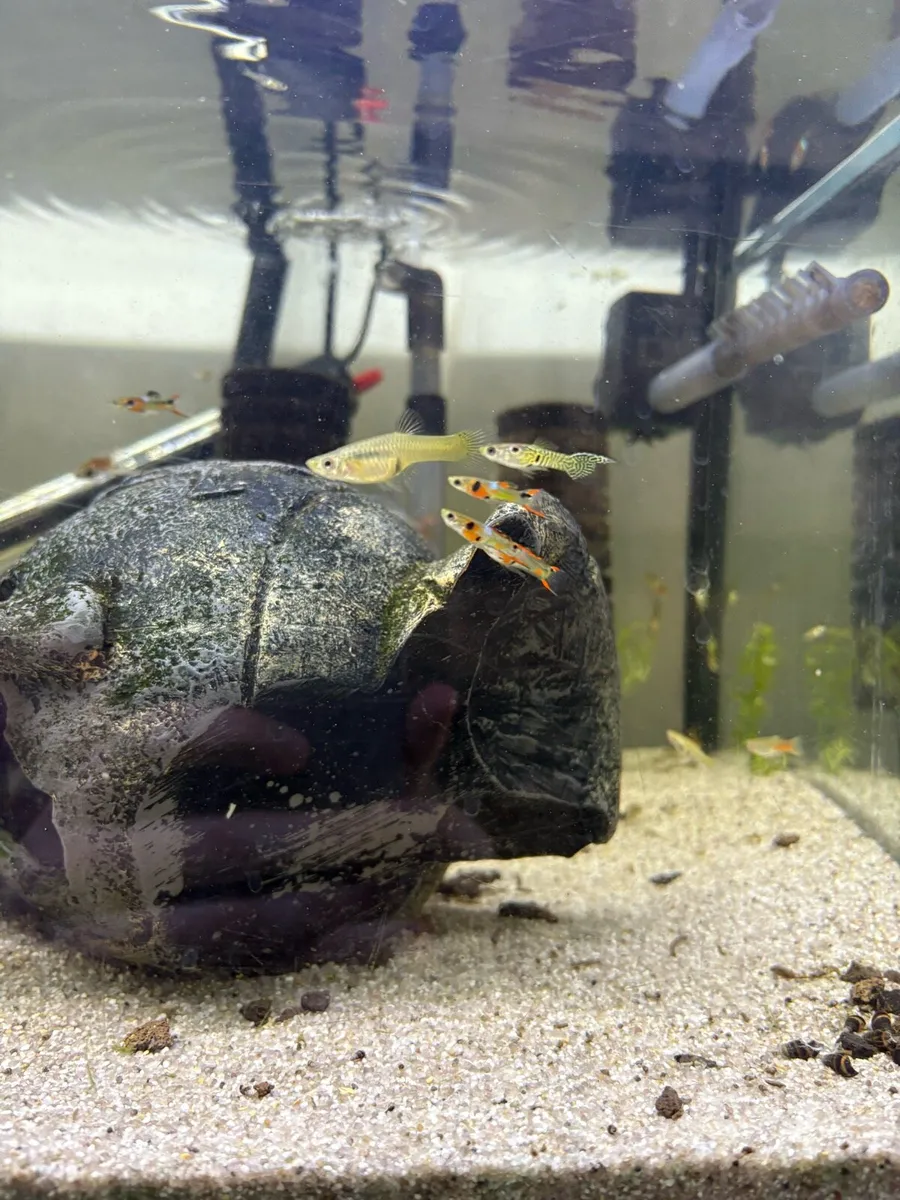 Endlers - Image 1