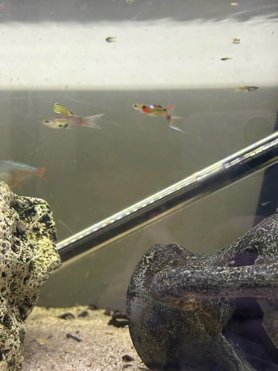 Endlers - Image 2
