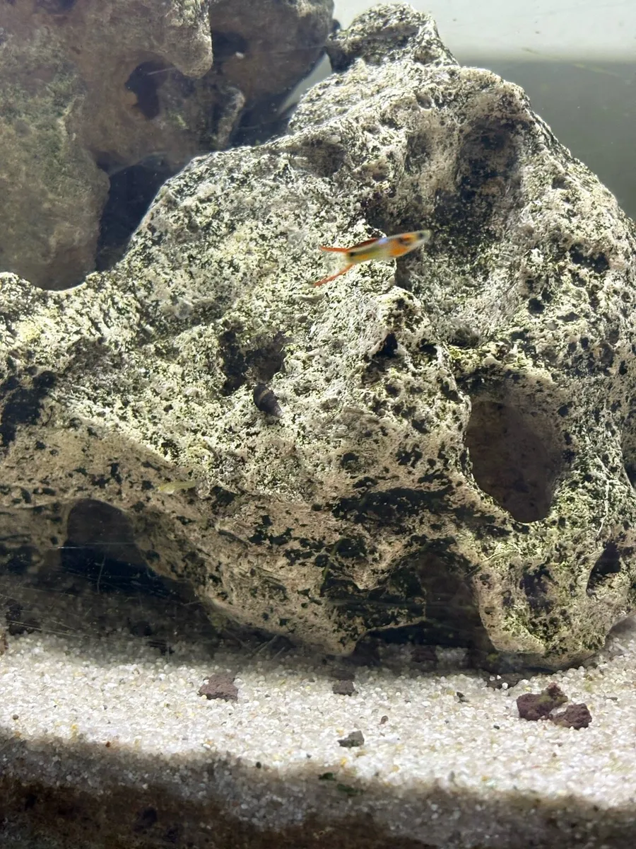 Endlers - Image 3
