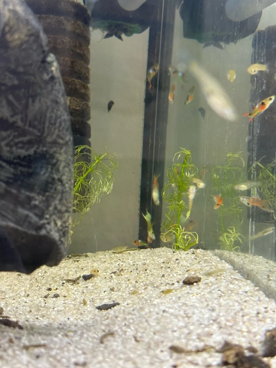 Endlers - Image 4