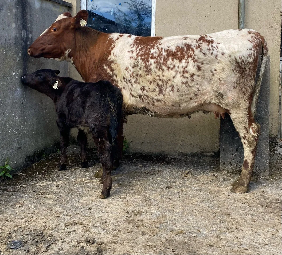 Roan First Calver And Bull Calf - Image 3