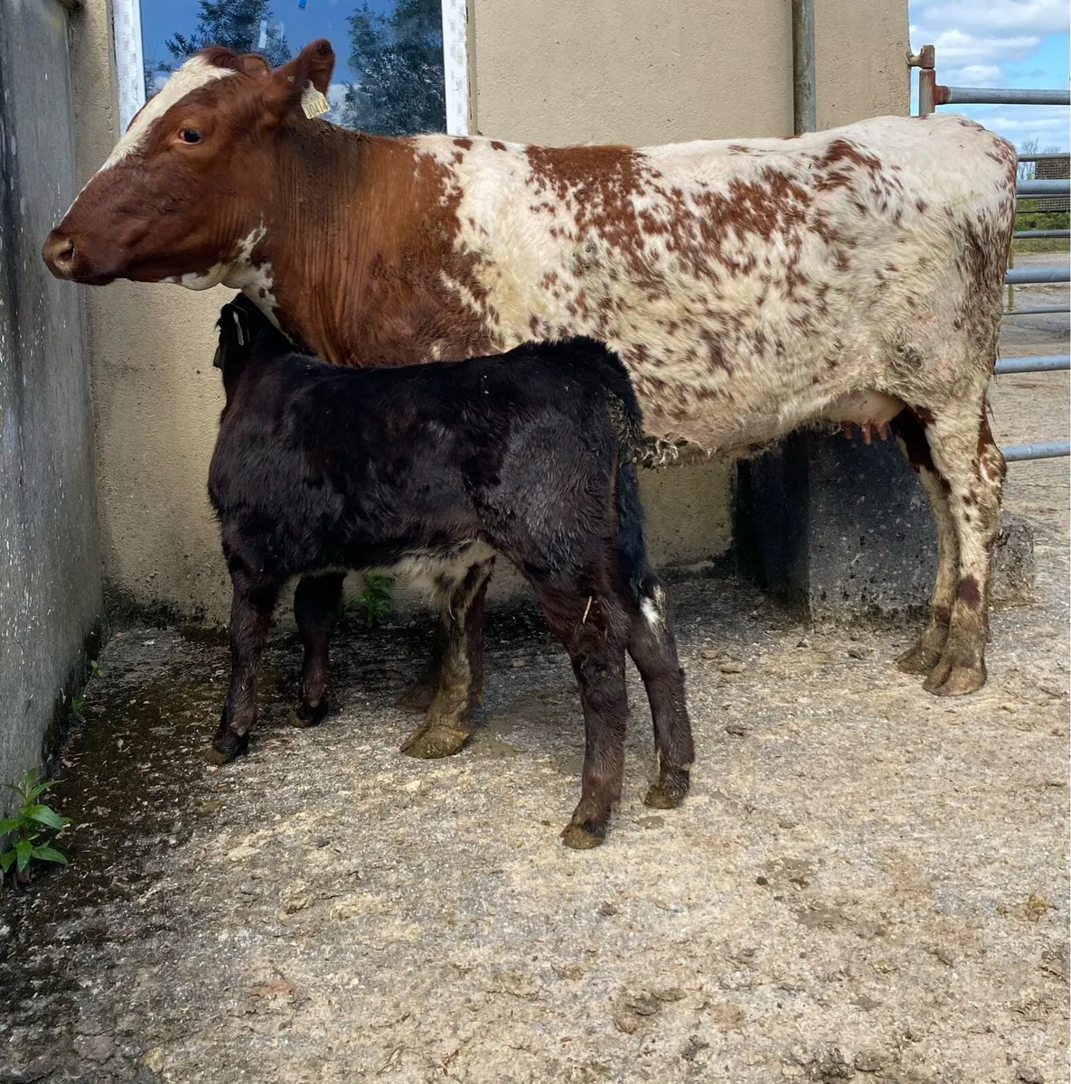 Roan First Calver And Bull Calf - Image 1