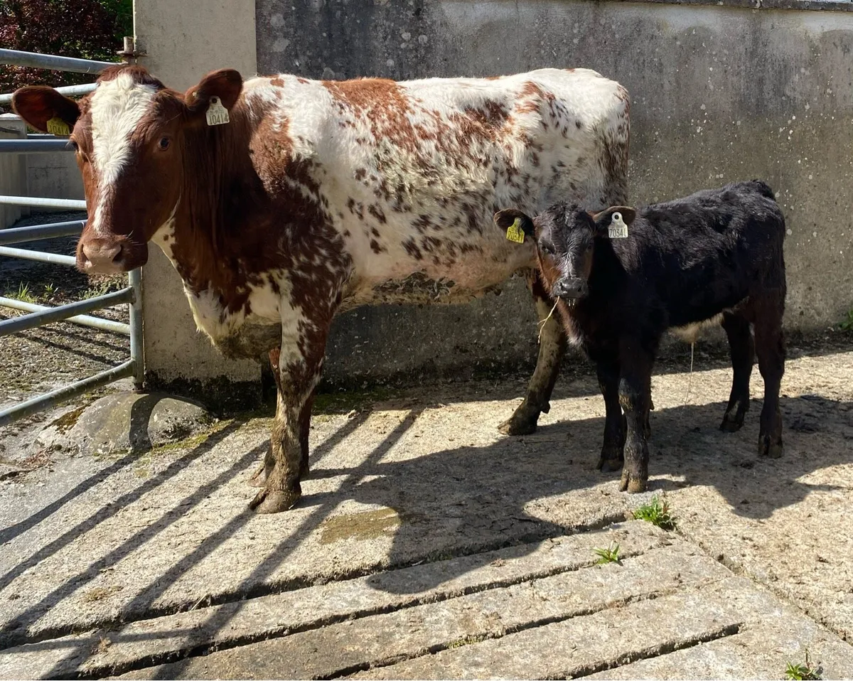 Roan First Calver And Bull Calf - Image 2