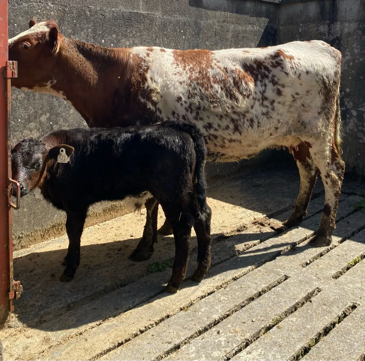 Roan First Calver And Bull Calf - Image 4
