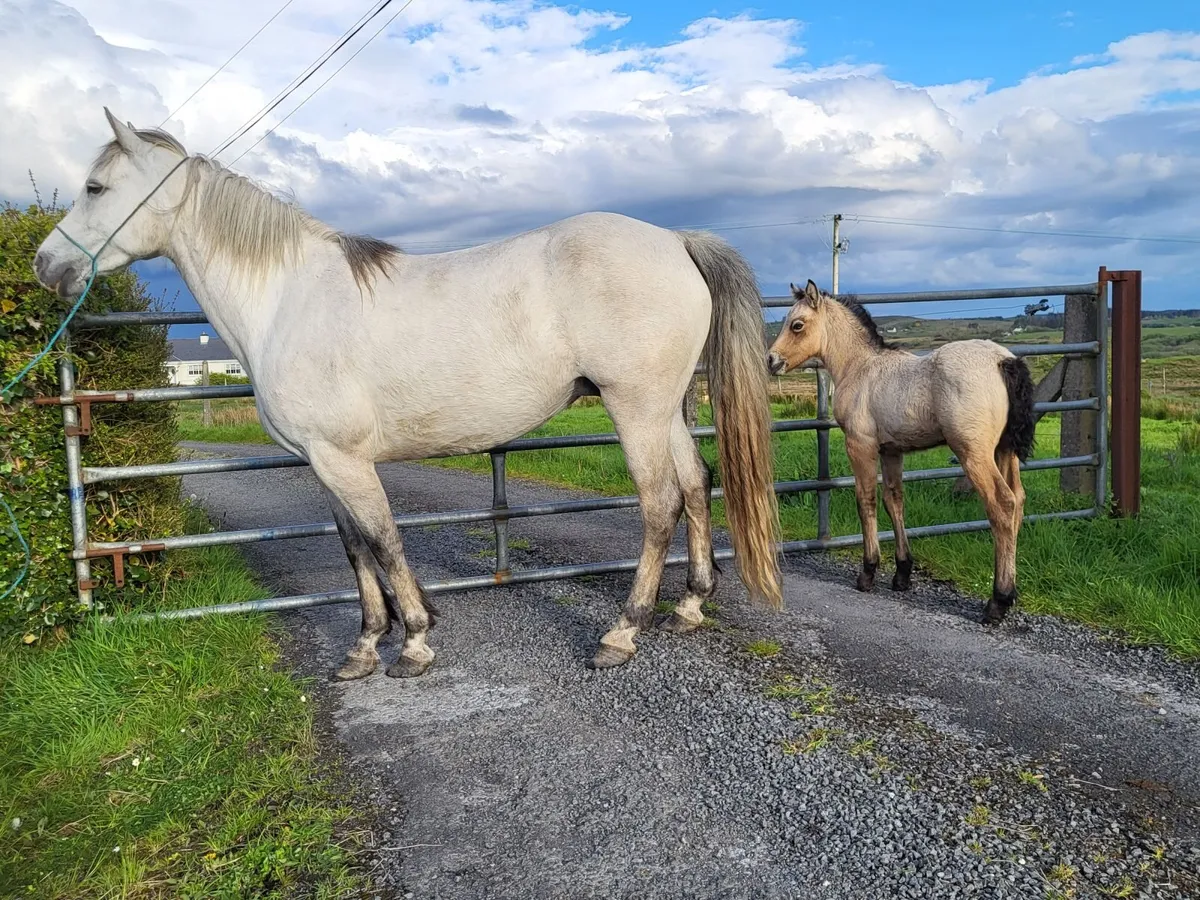 Clifden Mart Friday 15th - Image 1