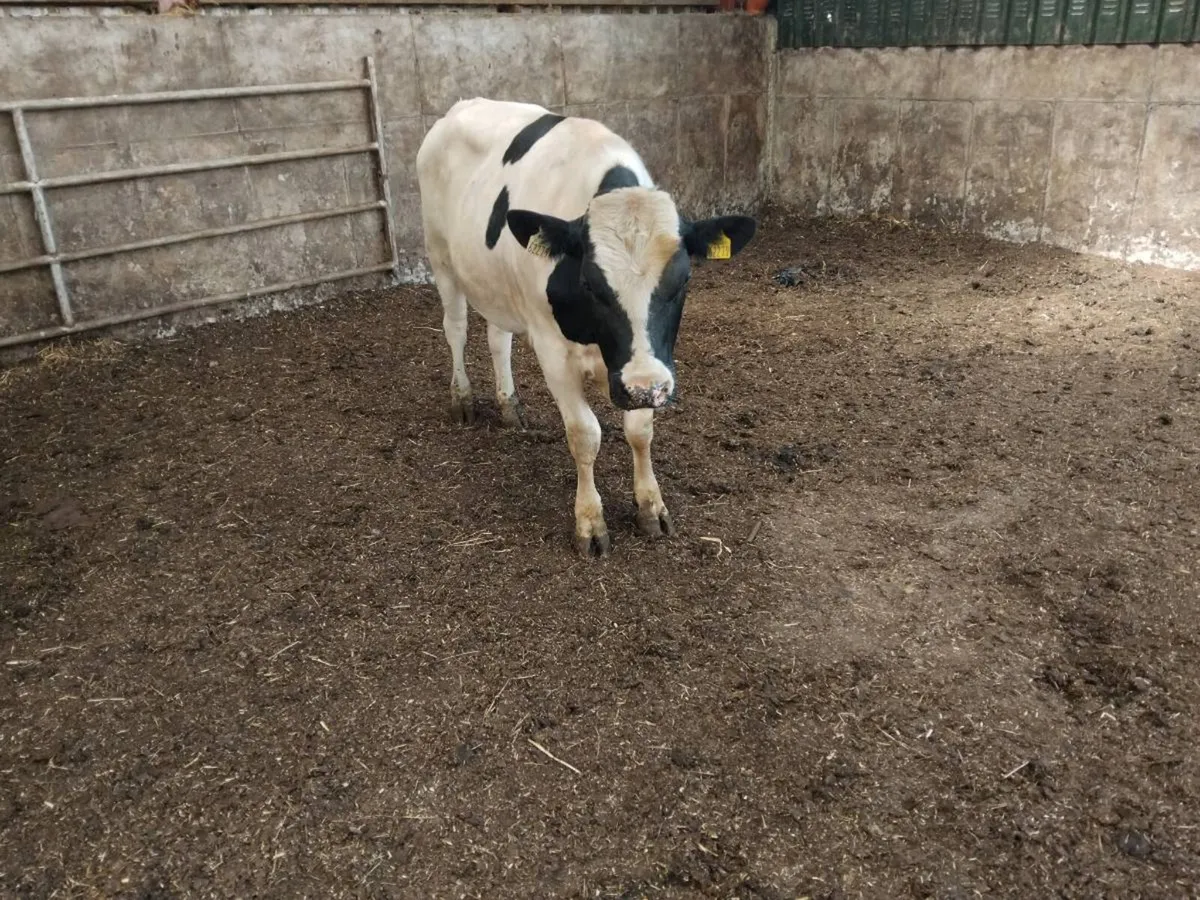 Fed up picking out heifers and cows for ai? - Image 3