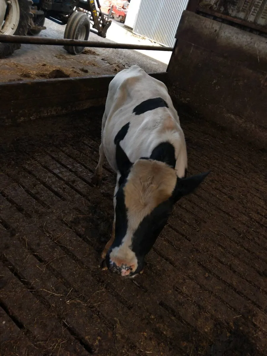 Fed up picking out heifers and cows for ai? - Image 4