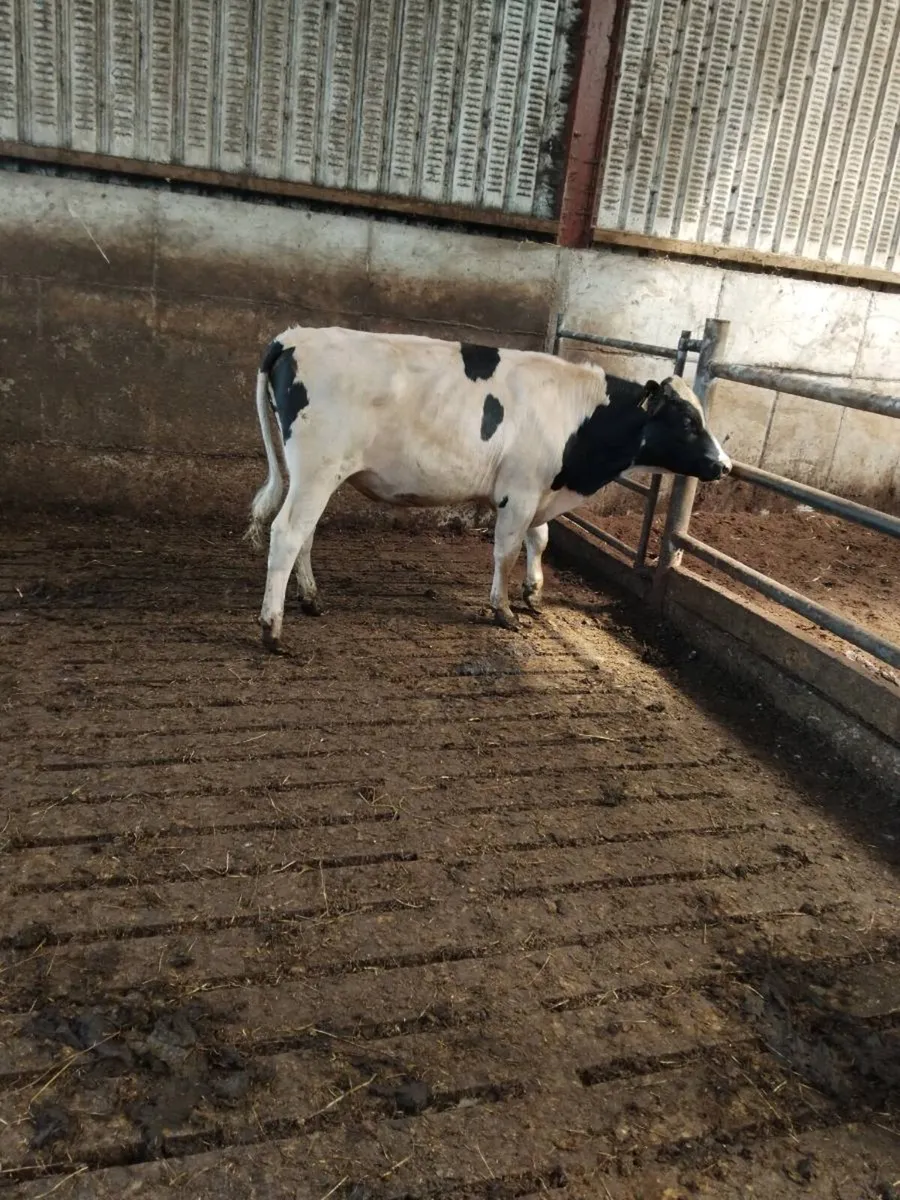 Fed up picking out heifers and cows for ai? - Image 1