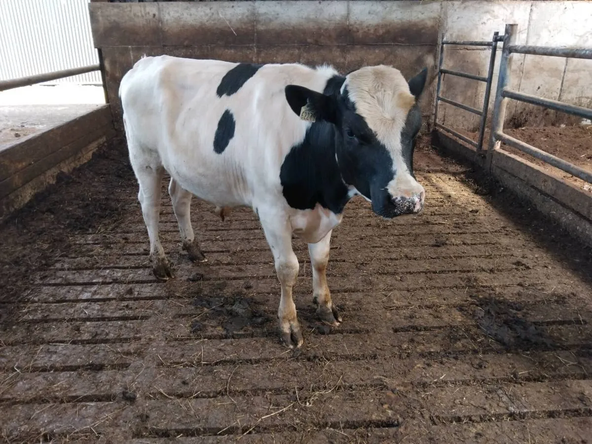 Fed up picking out heifers and cows for ai? - Image 2