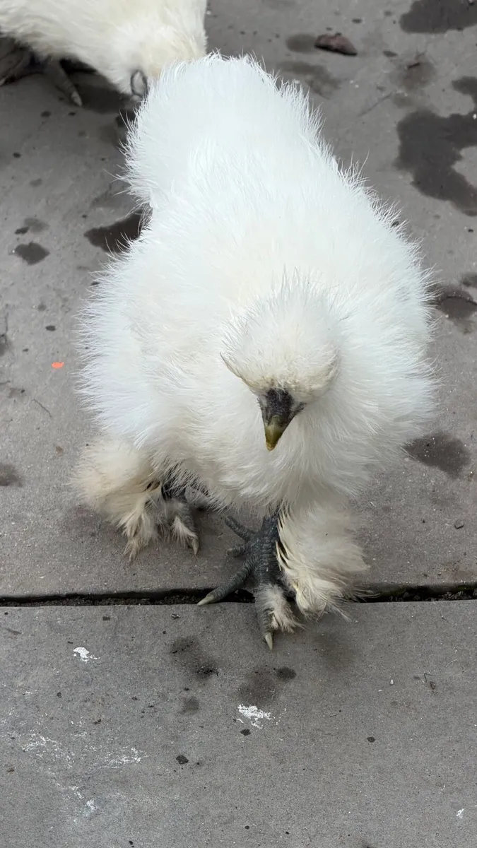Silkie chickens - Image 2