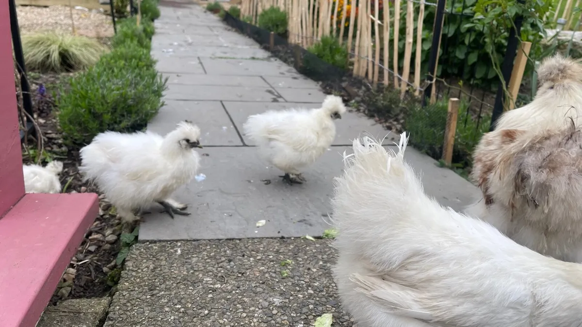Silkie chickens - Image 1