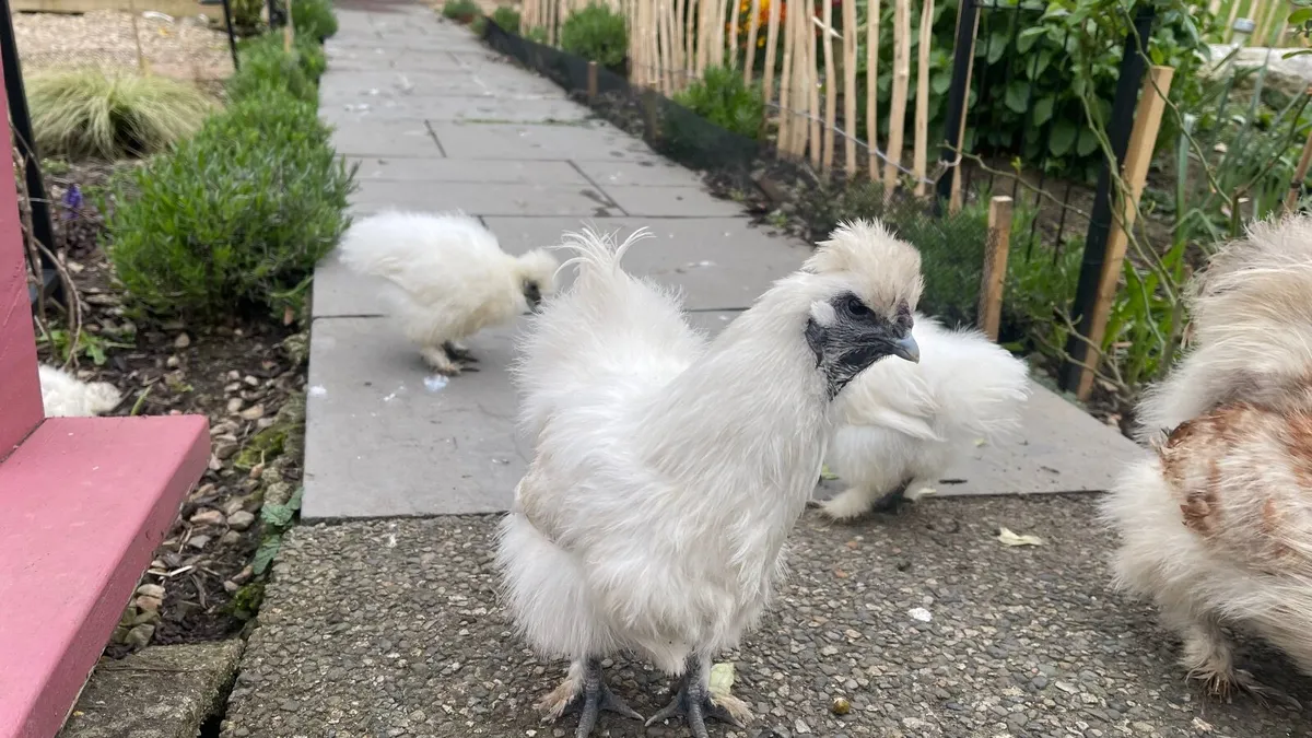 Silkie chickens - Image 3
