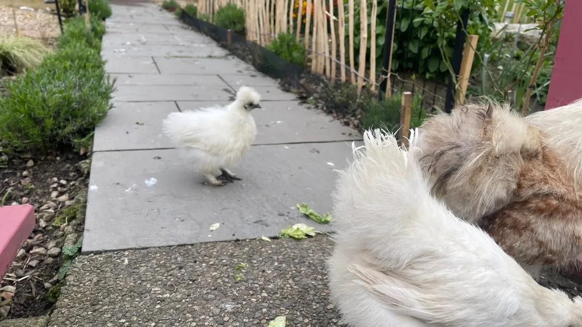 Silkie chickens - Image 4