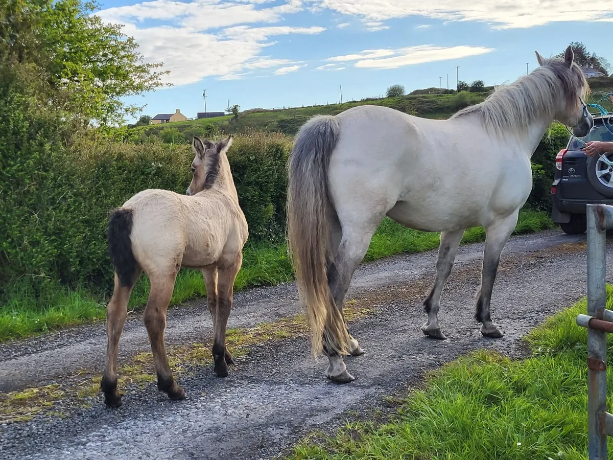Clifden Mart Friday 15th - Image 3