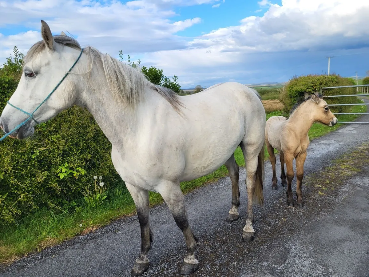Clifden Mart Friday 15th - Image 4